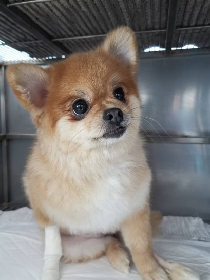 น้องบัวลอย สุนัขพันธุ์ปอมเมอเรเนียน อายุ 4 ปี เพศเมีย มาเข้ารับการผ่าตัดแก้ไขข้อ สะบ้าเคลื่อน